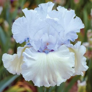 Chinook Winds Iris Thumbnail